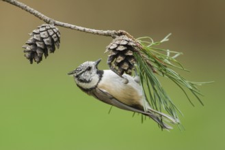 European Crested Tit (Lophophanes cristatus), Rhineland-Palatinate, Germany