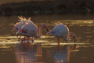 Greater Flamingo (Phoenicopterus roseus), Greece