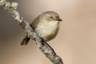 Western Thornbill (Acanthiza inornata), Western Australia, Australia