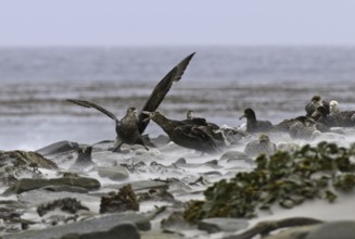 Southern Giant Petrel (Macronectes giganteus), Falkland Islands