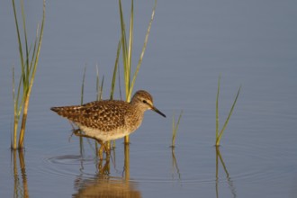 Wood Sandpiper (Tringa glareola), Mallorca, Spain