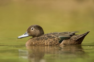 Brown Teal (Anas chlorotis) female, North Island, New Zealand