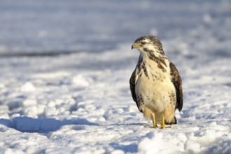 Common Buzzard (Buteo buteo), North Rhine-Westphalia