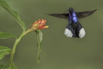 Violet Sabrewing (Campylopterus hemileucurus), Costa Rica