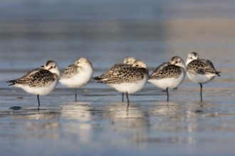 Sanderling (Calidris alba), Schleswig-Holstein, Germany