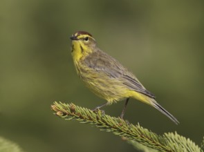 Palm Warbler (Setophaga palmarum hypochrysea), Maine, USA