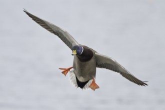 Mallard (Anas platyrhynchos) male flying, British Columbia, Canada