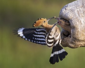 Eurasian Hoopoe (Upupa epops) feeding chicks in breeding cavity, Saxony-Anhalt, Germany