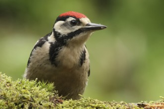 Great Spotted Woodpecker (Dendrocopos major) juvenile, Lower Saxony, Germany