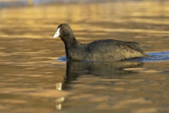 Red-knobbed Coot (Fulica cristata), Madrid, Spain