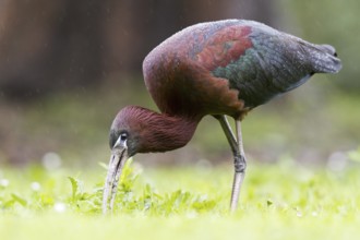Glossy Ibis (Plegadis falcinellus) foraging, Asturias, Spain