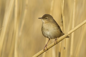 Savi's Warbler (Locustella luscinioides), Rhineland-Palatinate, Germany