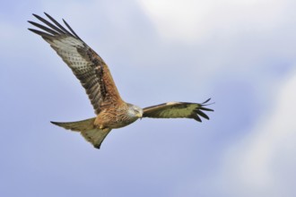 Red Kite (Milvus milvus) flying, United Kingdom