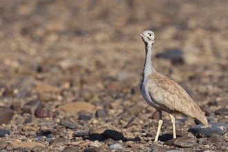 Rüppell's Korhaan (Eupodotis rueppelii), Hardap, Namibia