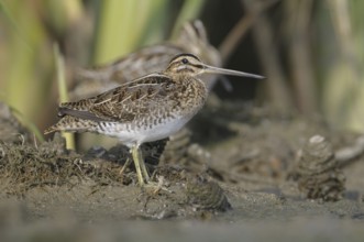 Common Snipe (Gallinago gallinago), Thuringia, Germany