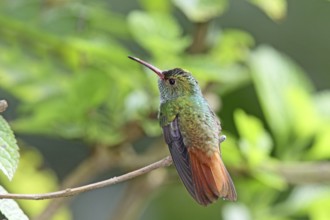 Rufous tailed Hummingbird Amazilia tzacatl San Jose, COSTA RICA 2 November Adult Male Trochilidae