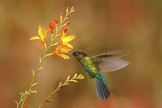 Fiery-throated Hummingbird, Panterpe insignis, shiny colour bird in fly. Wildlife flight action