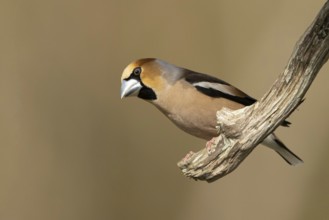 Hawfinch (Coccothraustes coccothraustes) male perched on a branch, Smaland, Schweden