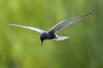 Black Tern (Chlidonias niger) flying, Netherlands