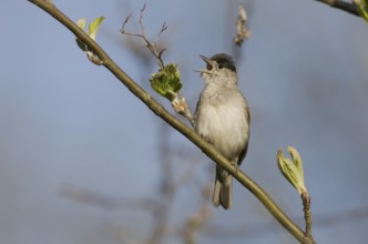 Eurasian Blackcap (Sylvia atricapilla) male singing, Saxony, Germany