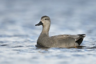 Gadwall (Mareca strepera) male, Schleswig-Holstein, Germany
