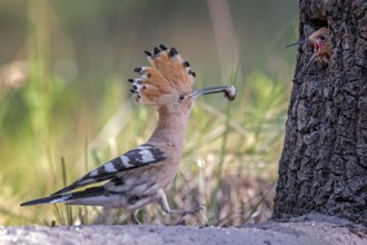 Eurasian Hoopoe (Upupa epops) feeding juvenile in breeding cavity, Saxony-Anhalt, Germany