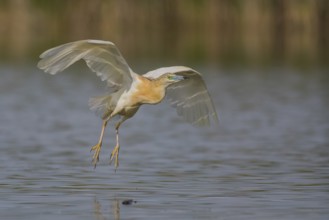 Squacco Heron (Ardeola ralloides) flying, Subotica, Serbia