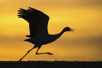Common Crane (Grus grus) taking flight, Hornborga, Sweden
