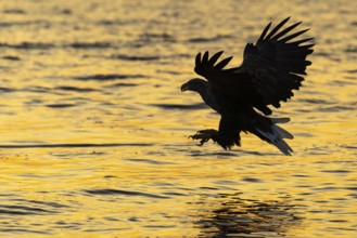 White-tailed Eagle (Haliaeetus albicilla) hunting, Norway