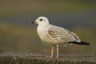 Great Black-backed Gull (Larus marinus), Baden-Wuerttemberg, Germany