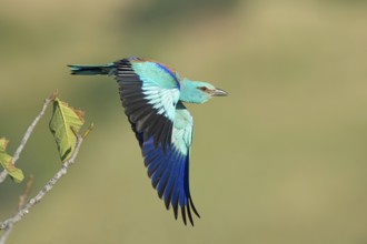European Roller (Coracias garrulus) flying, Rome, Italy