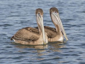Brown Pelican (Pelecanus occidentalis), Cuba