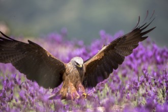 Black Kite (Milvus migrans) landing, Madrid, Spain
