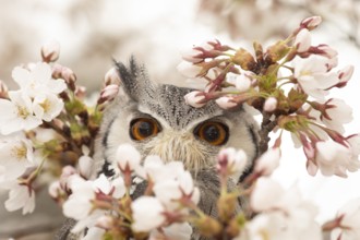 Southern White-faced Owl (Ptilopsis granti) captive, Germany