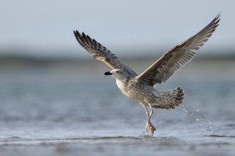 Lesser Black-backed Gull (Larus fuscus fuscus) juvenile taking flight, Mecklenburg-Western