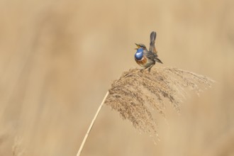 Bluethroat (Luscinia svecica cyanecula) male singing from a reed stalk, Baden-Wuerttemberg, Germany