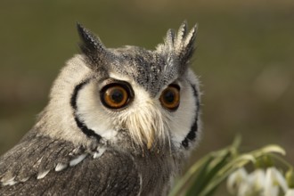 Southern White-faced Owl (Ptilopsis granti) captive, Germany