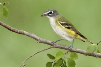 Blue-headed Vireo (Vireo solitarius), Texas, USA