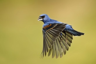 Blue Grosbeak (Passerina caerulea) male flying, Texas, USA