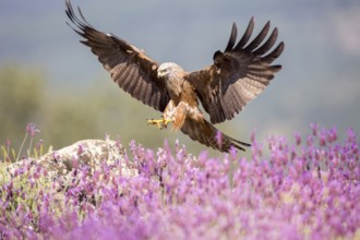 Black Kite (Milvus migrans) landing, Madrid, Spain