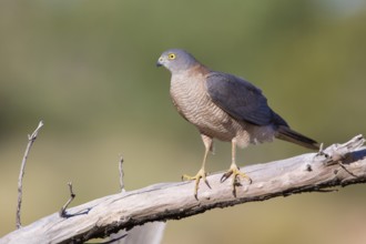 Collared Sparrowhawk (Accipiter cirrocephalus) perched on a branch, Queensland, Australia