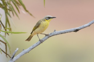 Grey-headed Honeyeater (Ptilotula keartlandi) perched on a branch, Queensland, Australia