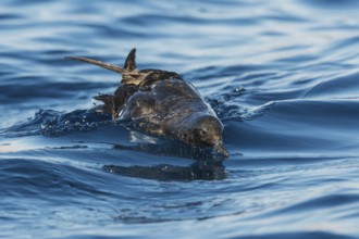 Sooty Shearwater (Ardenna grisea), Eilat, Israel