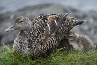Common Eider (Somateria mollissima) female with chicks, Schleswig-Holstein, Germany