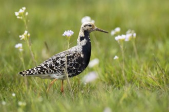Ruff (Calidris pugnax) male, Mecklenburg-Western Pomerania, Germany