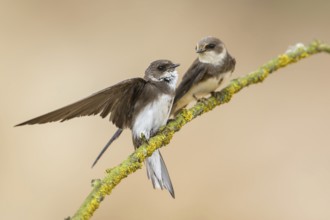 Sand Martin (Riparia riparia) perched on a branch, Poland