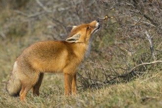 Red Fox (Vulpes vulpes) adult feeding on seabuckthorn berries, Netherlands