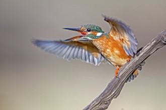 Common Kingfisher (Alcedo atthis) female calling, Saxony-Anhalt, Germany