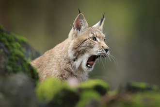 Lynx with open muzzle, bellowing in the forest. Sitting Eurasian wild cat on green mossy stone,