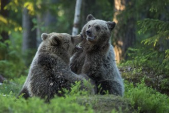 Eurasian Brown Bear (Ursus arctos) two fighting in forest, Finland